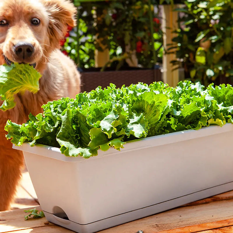 Household Flower Pot Growing Vegetables Flowers Planting Basin Convenient Resin Plant Pot Extra Large Rectangular Planting Pot